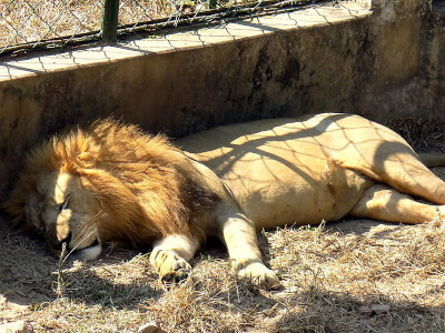 Dulahazra Safari Park