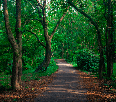 Bhawal National Park Gazipur